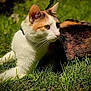 cat, calico_cat, outdoor, grass, sunlight, animal, pet, feline, whiskers, ears, nature, relaxing, fur, closeup, daylight, mammal, greenery, laying_down, alert, wildlife