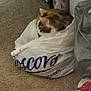 Xena joined the competition — help win amazing prizes! cat, plastic_bag, carpet, indoor, pet, feline, stretching, resting, paw, home, domestic, animal, fur, brown, white, clutter, floor, relaxed, side_view, container