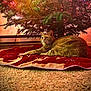 Butter is registered to the contest to win money with this photo: cat, orange_tabby, christmas_tree, tree_lights, carpet, christmas_tree_skirt, holiday, festive, indoor, pet, feline, relaxed, decorations, animal, cozy, home, christmas, celebration, lighting, tree_trunk