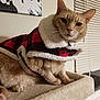 cat, fleece_jacket, red, black, white, cat_tree, indoor, window_blinds, wall_art, fur, pet, animal, cozy, sitting, curious, domestic_cat, portrait, closeup, whiskers, ears