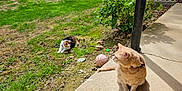 Butter is registered to the contest to win money with this photo: cat, ginger_cat, calico_cat, outdoor, grass, patio, toy, basketball, plant, sunlight, shadow, greenery, animal, pet, feline, nature, relaxing, daytime, leisure, playful