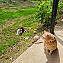 cat, ginger_cat, calico_cat, outdoor, grass, patio, toy, basketball, plant, sunlight, shadow, greenery, animal, pet, feline, nature, relaxing, daytime, leisure, playful