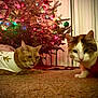Butter joined the competition — help win amazing prizes! cat, cats, christmas_tree, holiday, festive, decorations, lights, indoor, carpet, costume, pet, animal, cute, orange_cat, white_cat, tulle_skirt, red_outfit, relaxing, home, celebration