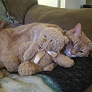 Butter is registered to the contest to win money with this photo: cat, teddy_bear, couch, blanket, cozy, feline, plush, sleepy, indoor, pet, fur, relaxing, animal, soft, comfort, home, resting, cute, snuggling, pillow