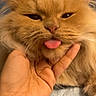 cat, orange_cat, fluffy, tongue_out, hand, pet, cute, feline, domestic_cat, close_up, whiskers, fur, indoor, bed, soft_light, playful, animal, face, expression, adorable