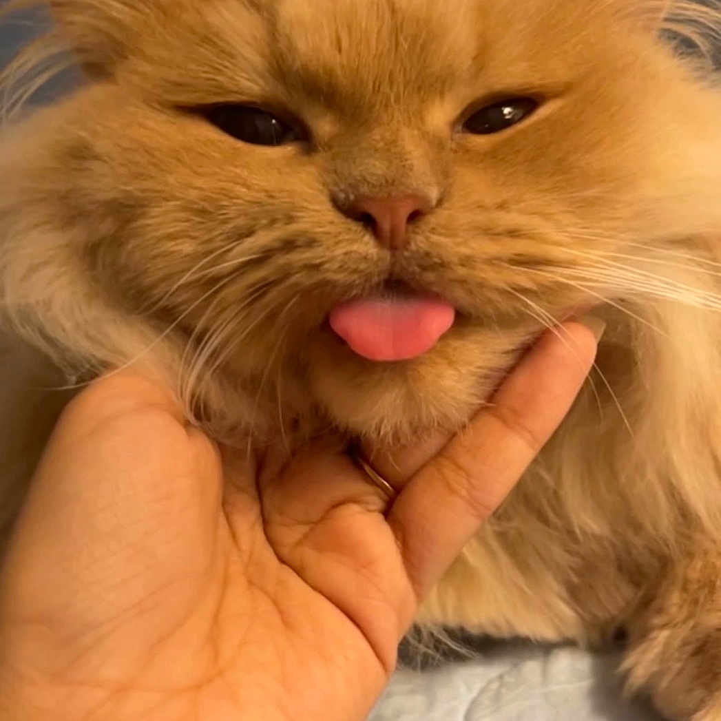 Penny joined the competition — help win amazing prizes! cat, orange_cat, fluffy, tongue_out, hand, pet, cute, feline, domestic_cat, close_up, whiskers, fur, indoor, bed, soft_light, playful, animal, face, expression, adorable