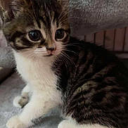 Ruby is registered to the contest to win money with this photo: animal, cat, closeup, cozy, curious, cute, ears, eyes, feline, fur, indoor, kitten, pet, sitting, small, soft, tabby, whiskers, white_paws, young