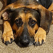 Chopper is registered to the contest to win money with this photo: dog, pet, carpet, lying_down, close_up, brown, black, ears, paws, nails, collar, animal, canine, portrait, indoor, floor, looking_up, resting, fur, mammal