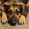 dog, pet, carpet, lying_down, close_up, brown, black, ears, paws, nails, collar, animal, canine, portrait, indoor, floor, looking_up, resting, fur, mammal