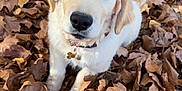 Aïka participe au concours pour gagner de l'argent avec cette photo : dog, puppy, golden_retriever, leaves, autumn, outdoor, nature, cute, animal, pet, fall, brown, yellow, fur, collar, young, sitting, looking_up, closeup, adorable