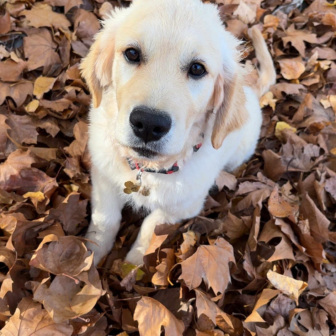 Aïka participe au concours pour gagner de l'argent avec cette photo : adorable, animal, autumn, brown, closeup, collar, cute, dog, fall, fur, golden_retriever, leaves, looking_up, nature, outdoor, pet, puppy, sitting, yellow, young