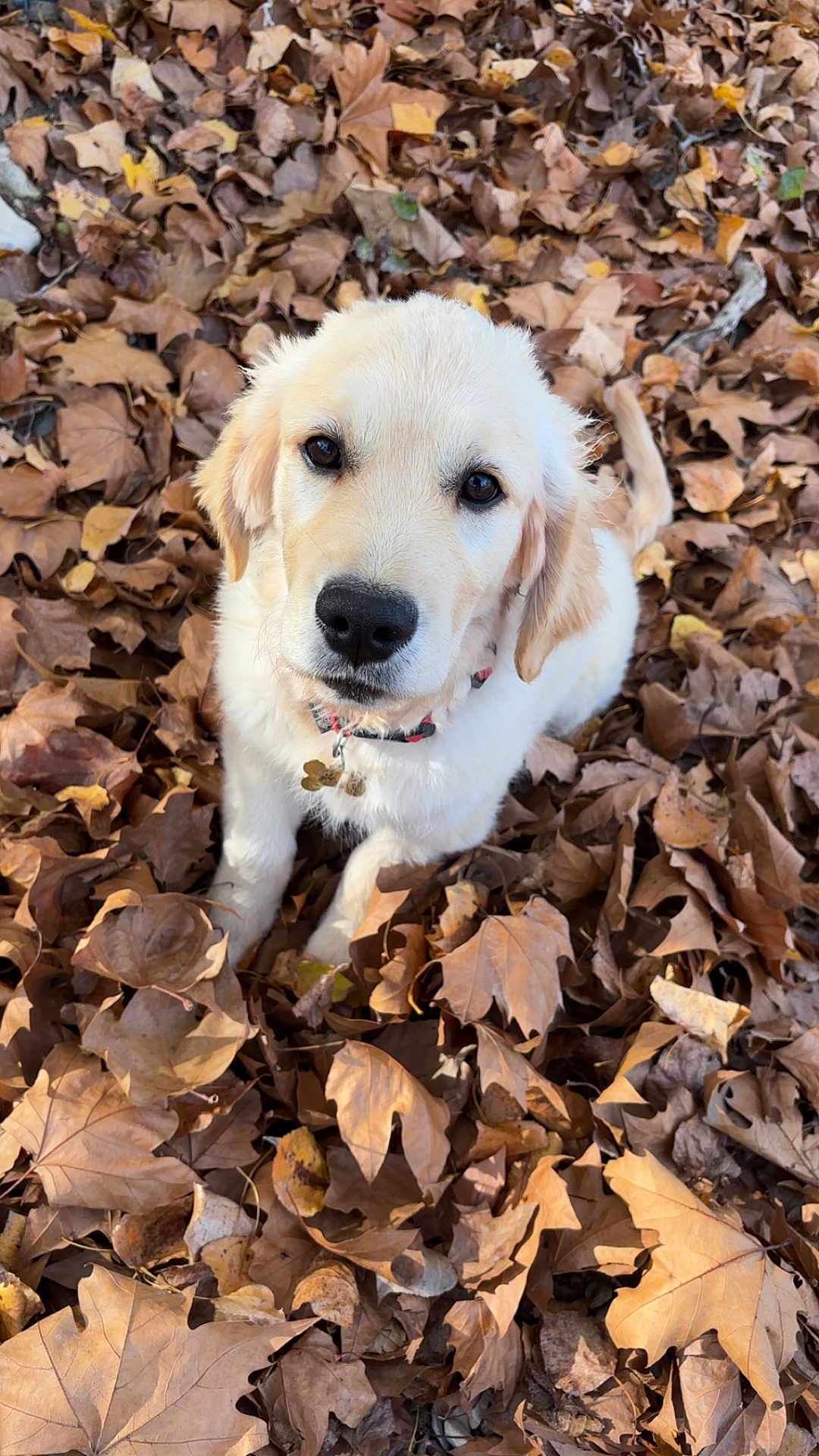 Aïka participe au concours pour gagner de l'argent avec cette photo : dog, puppy, golden_retriever, leaves, autumn, outdoor, nature, cute, animal, pet, fall, brown, yellow, fur, collar, young, sitting, looking_up, closeup, adorable