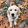 Aïka a rejoint le concours — aidez-le/la à gagner de superbes lots ! puppy, golden_retriever, dog, autumn, leaves, rocks, outdoor, nature, cute, pet, fur, collar, animal, fall, brown, yellow, adorable, eyes, young, portrait