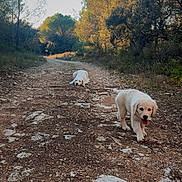 Aïka a rejoint le concours — aidez-le/la à gagner de superbes lots ! dog, puppy, golden_retriever, walking, path, dirt_road, rocks, forest, trees, nature, outdoor, sunlight, playful, animal, canine, two_dogs, daytime, scenery, pets, happy
