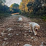 dog, puppy, golden_retriever, walking, path, dirt_road, rocks, forest, trees, nature, outdoor, sunlight, playful, animal, canine, two_dogs, daytime, scenery, pets, happy