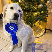 Vak participe au concours pour gagner de l'argent avec cette photo : dog, golden_retriever, blue_ribbon, award, certificate, christmas_tree, ornaments, holiday_lights, indoor, floor, tile_floor, decorations, pet, animal, celebration, achievement, festive, cute, sitting, portrait