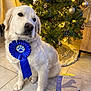 dog, golden_retriever, blue_ribbon, award, certificate, christmas_tree, ornaments, holiday_lights, indoor, floor, tile_floor, decorations, pet, animal, celebration, achievement, festive, cute, sitting, portrait