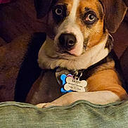 Sassy is registered to the contest to win money with this photo: dog, pet, indoor, close_up, brown, white, black, collar, dog_tag, paw, couch, cushion, animal, looking, resting, face, ears, fur, canine, companion