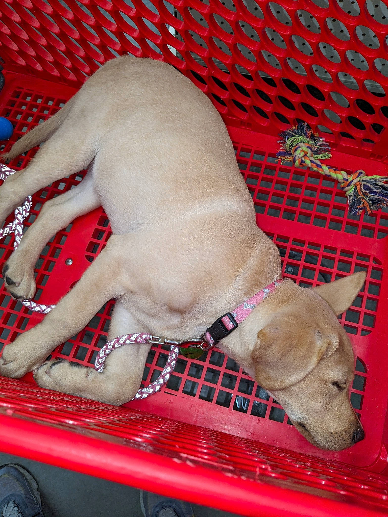 Cookie is registered to the contest to win money with this photo: carmine, carnivore, chest, comfort, companion_dog, dog, dog_breed, dog_supply, fawn, foot, human_leg, knee, nail, pattern, pet_supply, snout, thigh, trunk, working_animal, wrist