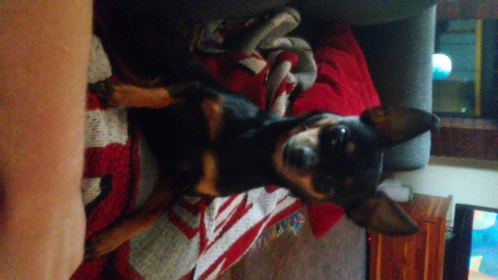 Roxy Puma joined the competition — help win amazing prizes! canidae, carmine, carnivore, companion_dog, dog, dog_breed, fawn, fictional_character, flooring, fun, fur, guard_dog, hardwood, personal_protective_equipment, room, selfie, snout, sporting_group, wood, working_animal