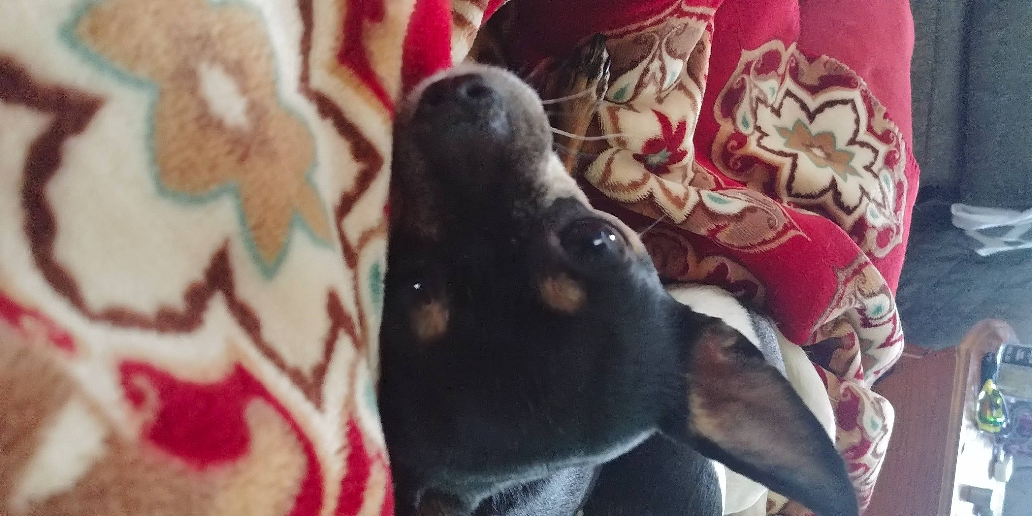 Roxy Puma joined the competition — help win amazing prizes! athletic_shoe, carmine, comfort, companion_dog, dog, dog_breed, fawn, felidae, flesh, fur, guard_dog, human_leg, linens, magenta, non_sporting_group, pattern, pink, tail, visual_arts, working_animal