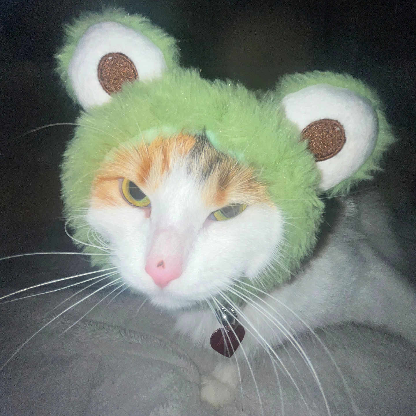 Mitchi Contreras joined the competition — help win amazing prizes! animal, blanket, cat, closeup, costume, cute, domestic, face, feline, funny, furry, green, hat, indoor, pet, pink_nose, resting, soft, whiskers, yellow_eyes