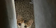 Mitchi Contreras is registered to the contest to win money with this photo: cat, curious, peeking, curtain, carpet, indoor, pet, animal, whiskers, ears, eyes, feline, fur, home, cute, mischievous, small, looking, quiet, soft