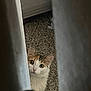 cat, curious, peeking, curtain, carpet, indoor, pet, animal, whiskers, ears, eyes, feline, fur, home, cute, mischievous, small, looking, quiet, soft