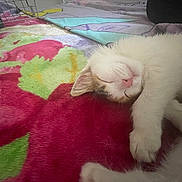 Mitchi Contreras is registered to the contest to win money with this photo: cat, kitten, sleeping, blanket, floral_pattern, fur, paw, cute, pet, resting, indoor, closeup, pink_nose, whiskers, soft, cozy, animal, relaxing, adorable, young