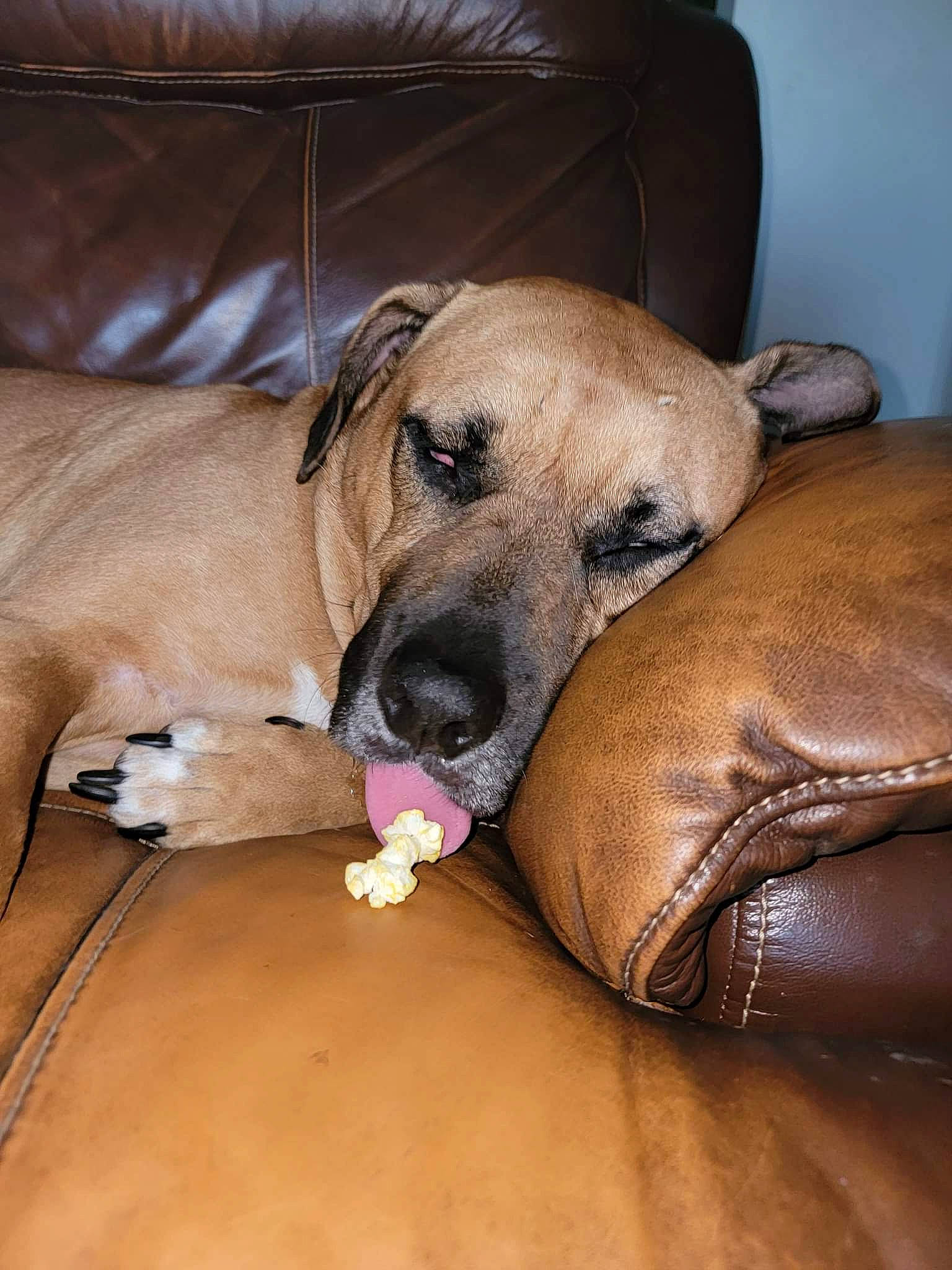 Meatball is registered to the contest to win money with this photo: bored, canidae, carnivore, comfort, companion_dog, couch, dog, dog_breed, dog_supply, fawn, fur, guard_dog, hardwood, paw, sleeper_chair, snout, sporting_group, terrestrial_animal, whiskers, working_animal