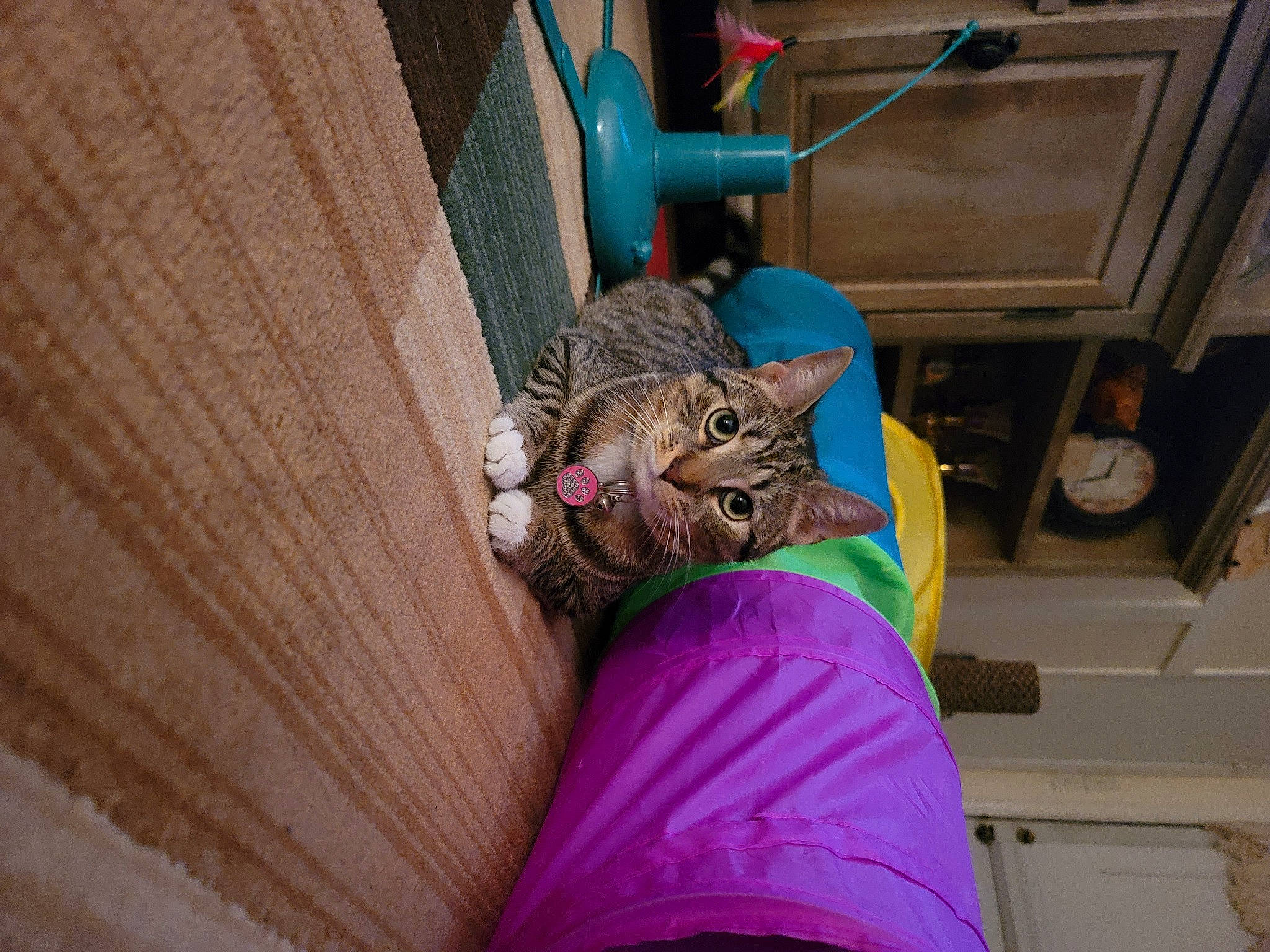 Oakley is registered to the contest to win money with this photo: carnivore, cat, claw, comfort, domestic_short_haired_cat, electric_blue, fawn, felidae, flooring, fur, human_leg, linens, machine, magenta, purple, room, small_to_medium_sized_cats, tail, whiskers, wood