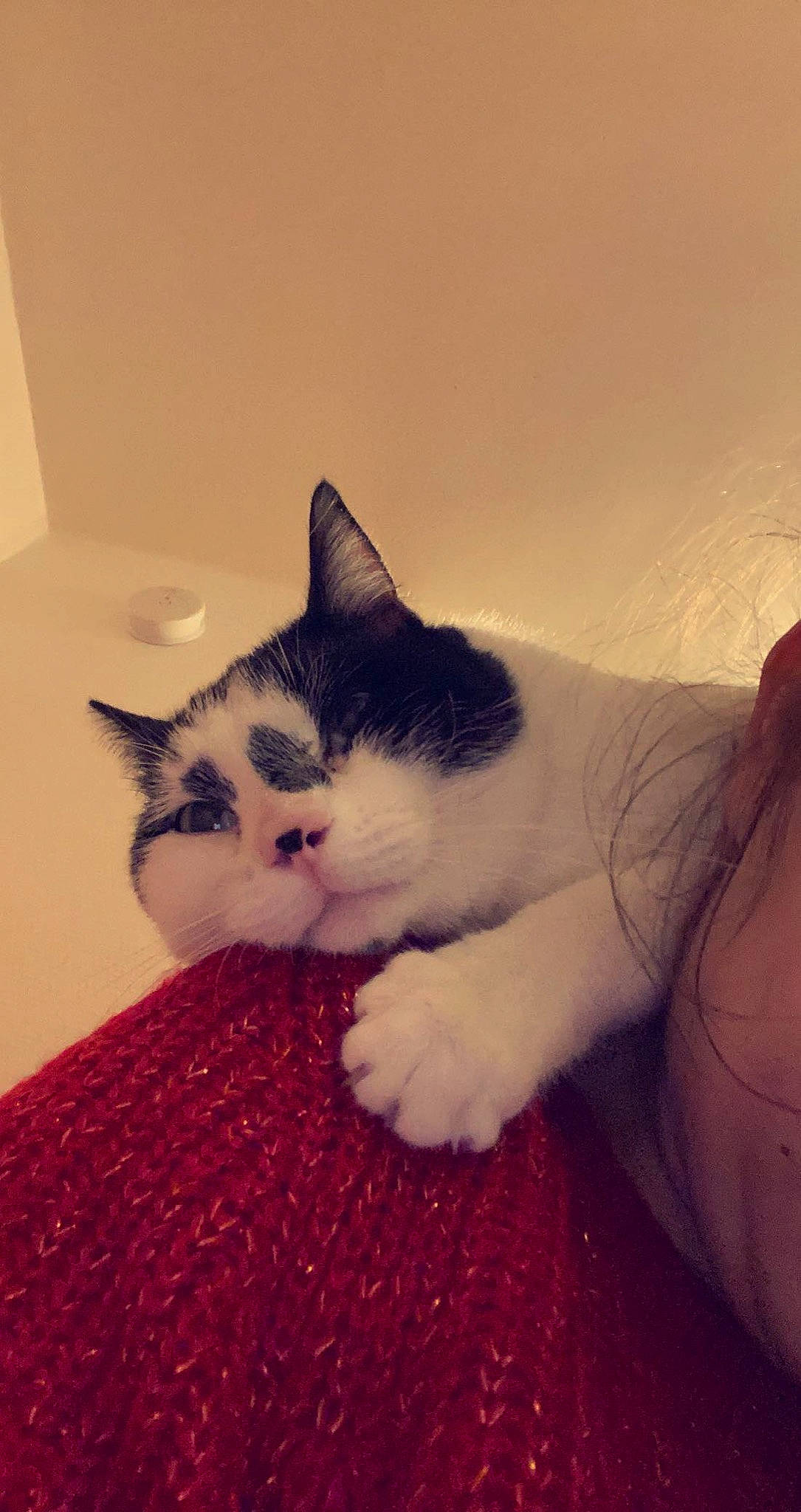 Pompon a rejoint le concours — aidez-le/la à gagner de superbes lots ! carnivore, cat, comfort, domestic_short_haired_cat, felidae, flooring, foot, fur, paw, sitting, small_to_medium_sized_cats, snout, tail, whiskers, window, wood