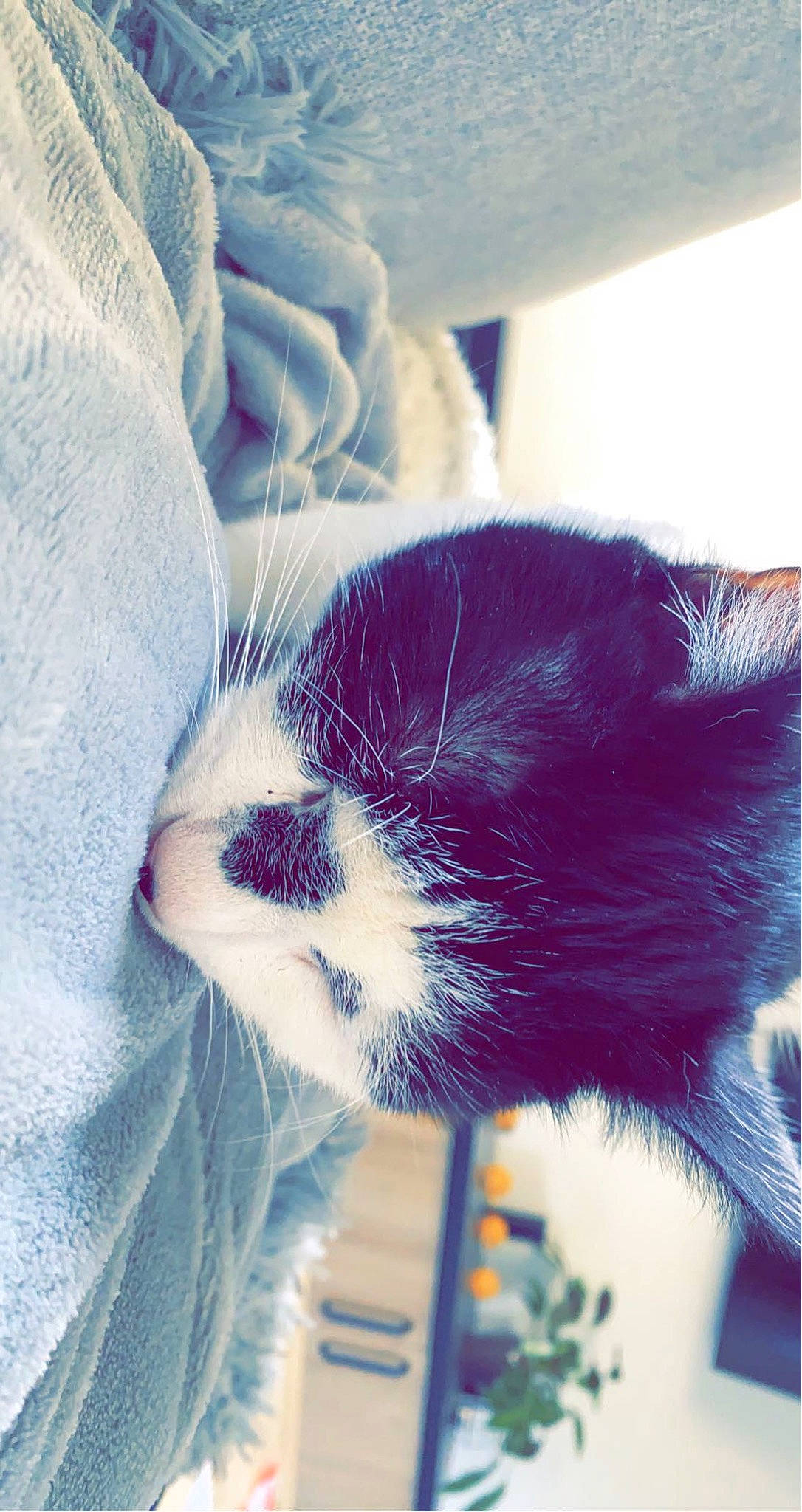 Pompon a rejoint le concours — aidez-le/la à gagner de superbes lots ! arm, carnivore, cat, comfort, companion_dog, eye, felidae, hair, head, human_body, human_leg, iris, leg, mammal, paw, plant, small_to_medium_sized_cats, snout, tail, whiskers