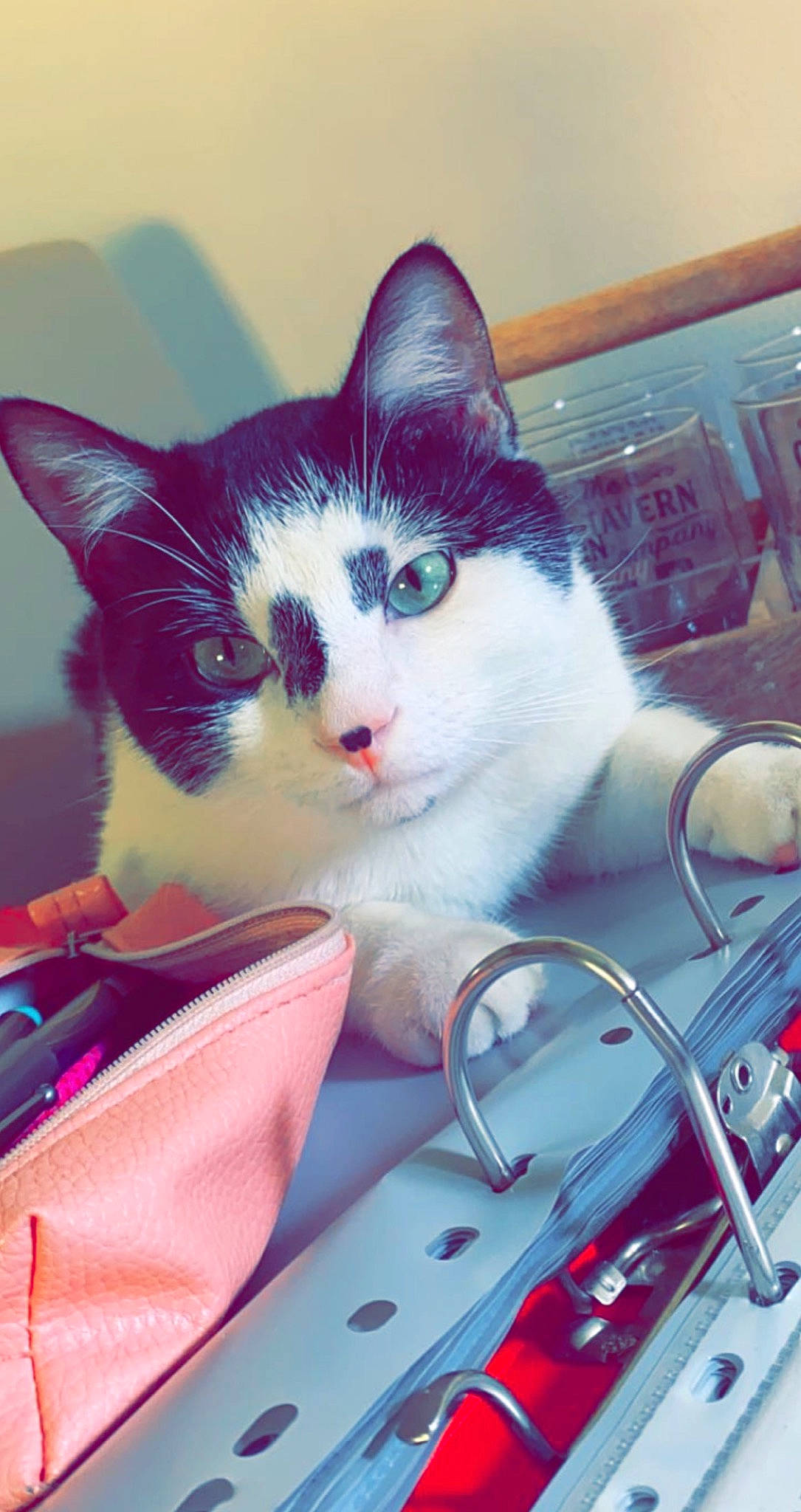 Pompon participe au concours pour gagner de l'argent avec cette photo : automotive_window_part, bag, box, carnivore, cat, domestic_short_haired_cat, felidae, fur, kitchen_appliance, lap, luggage_and_bags, mammal, paw, sitting, small_to_medium_sized_cats, square, tail, vertebrate, whiskers, windshield