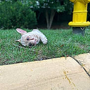 Brembo is registered to the contest to win money with this photo: dog, puppy, french_bulldog, grass, fire_hydrant, outdoor, greenery, curious, playful, pet, animal, nature, sidewalk, ear, closeup, young, canine, muzzle, tongue, resting