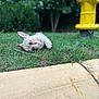 dog, puppy, french_bulldog, grass, fire_hydrant, outdoor, greenery, curious, playful, pet, animal, nature, sidewalk, ear, closeup, young, canine, muzzle, tongue, resting