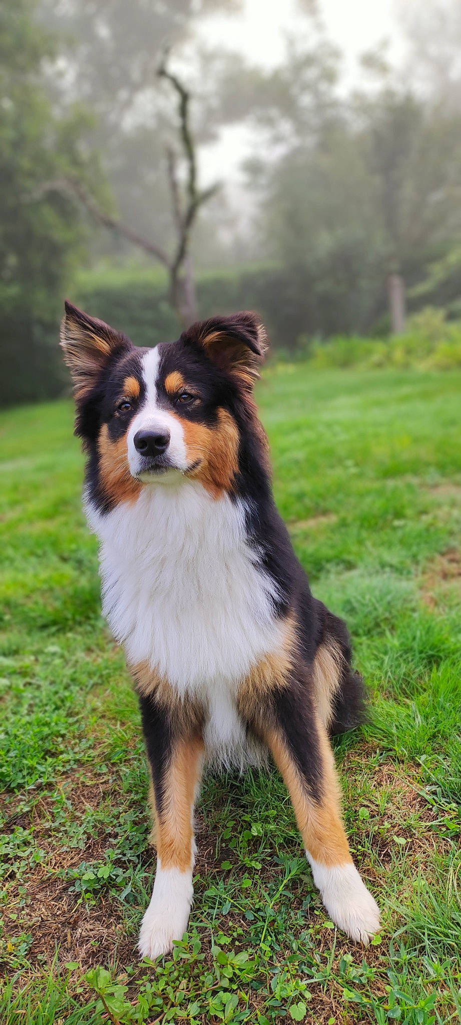 Sako participe au concours pour gagner de l'argent avec cette photo : border_collie, canidae, carnivore, collie, companion_dog, dog, dog_breed, fur, grass, herding_dog, liver, plant, rough_collie, sporting_group, tail, terrestrial_animal, tree, whiskers, working_animal, working_dog
