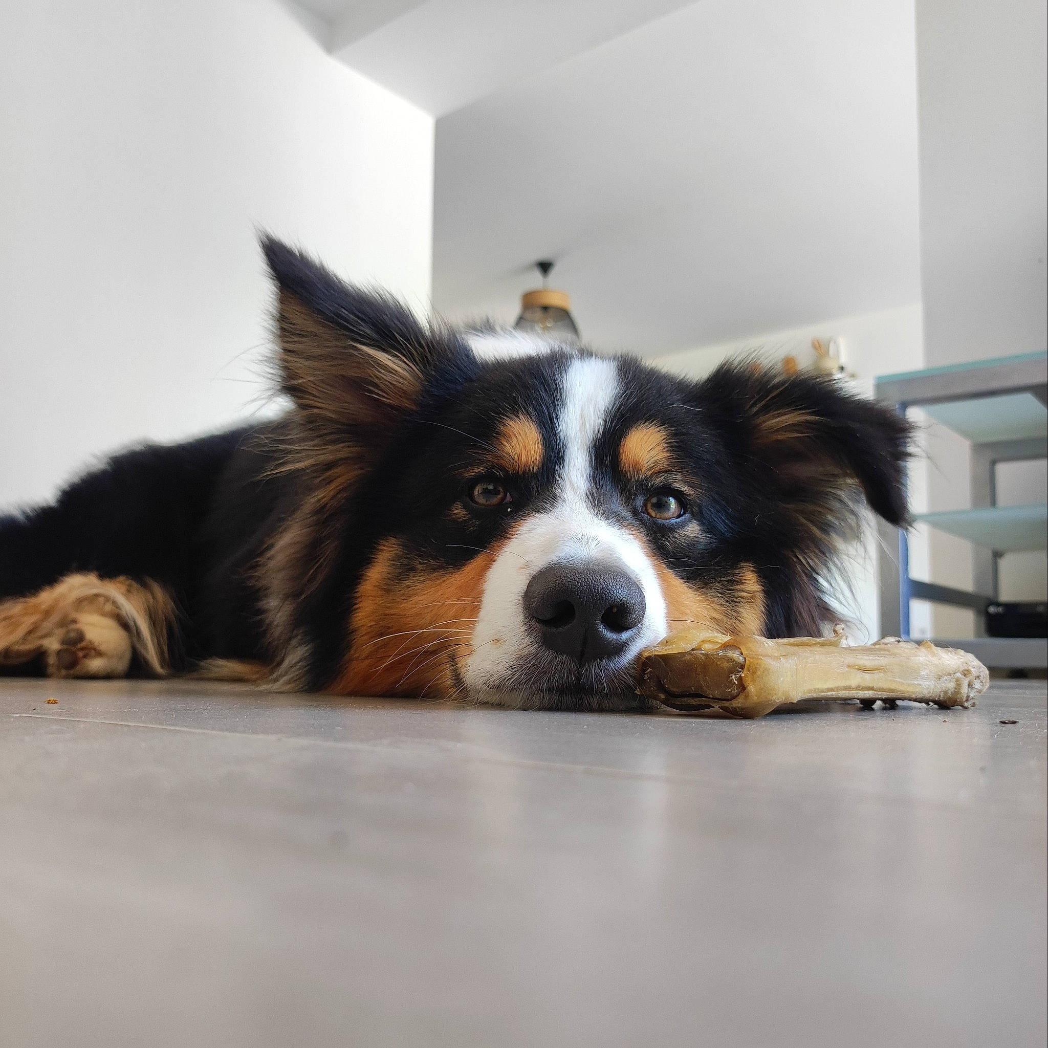 Sako a rejoint le concours — aidez-le/la à gagner de superbes lots ! ball, carnivore, companion_dog, dog, dog_breed, fur, herding_dog, snout, sporting_group, terrestrial_animal, whiskers, working_animal, working_dog