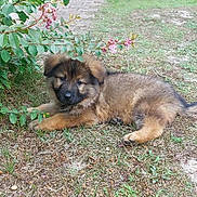 Hadès a rejoint le concours — aidez-le/la à gagner de superbes lots ! adorable, animal, bush, canine, cute, dog, flowers, fur, garden, grass, greenery, laying_down, leaf, nature, outdoor, pet, puppy, resting, small, young
