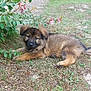 adorable, animal, bush, canine, cute, dog, flowers, fur, garden, grass, greenery, laying_down, leaf, nature, outdoor, pet, puppy, resting, small, young
