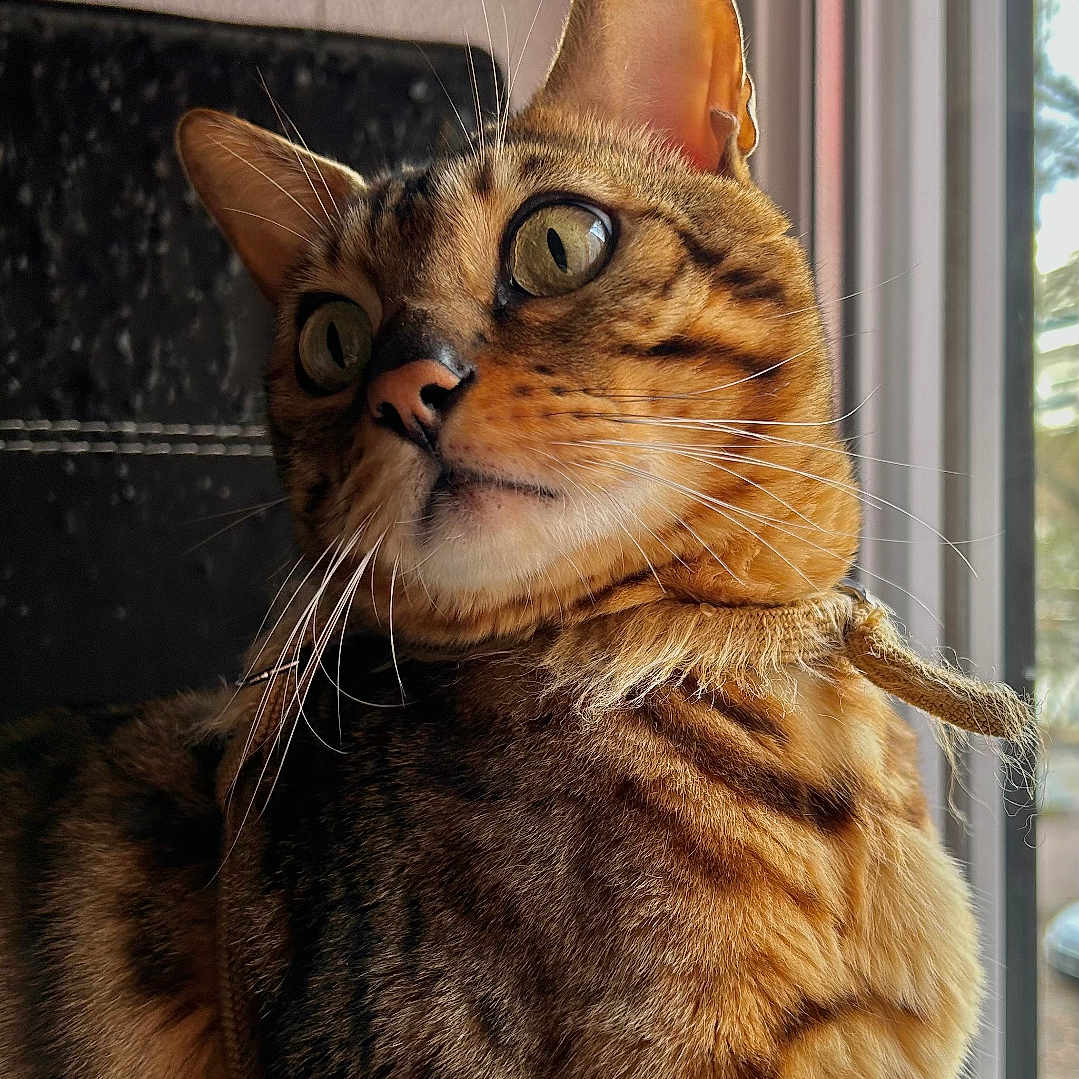Noisette a rejoint le concours — aidez-le/la à gagner de superbes lots ! abyssinian, animal, cat, egyptiancat, hardwood, kitten, manx, pet, window, windowsill, wood