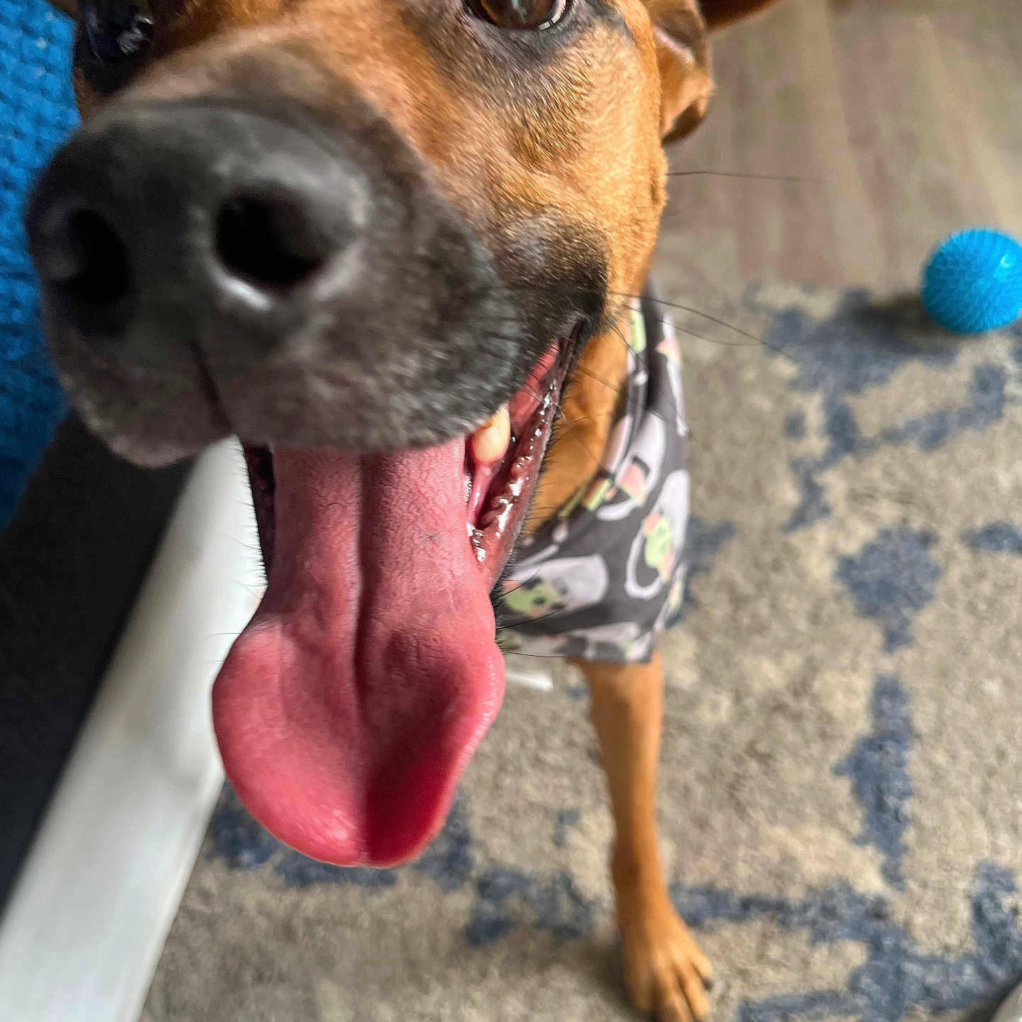 Sunny joined the competition — help win amazing prizes! animal, bandana, blue_ball, brown_dog, canine, carpet, close_up, cute, dog, dog_face, excited, floor, footwear, happy, household, indoor, pet, playful, tongue_out, toy