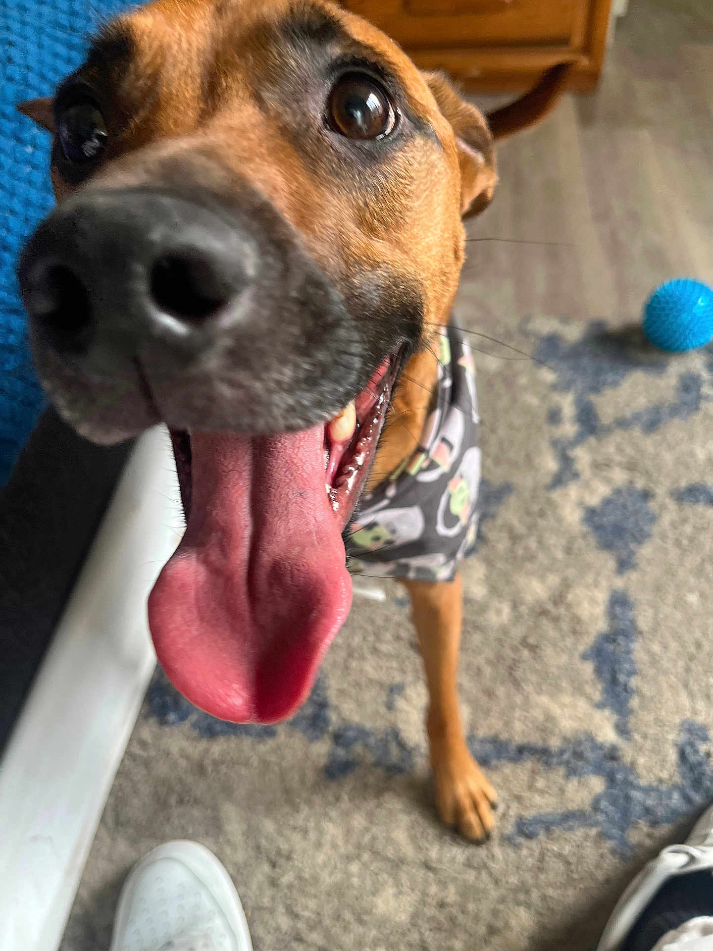 Sunny joined the competition — help win amazing prizes! dog, close_up, tongue_out, excited, bandana, carpet, indoor, brown_dog, pet, animal, floor, toy, blue_ball, footwear, dog_face, happy, canine, household, cute, playful