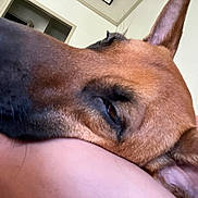 Sunny is registered to the contest to win money with this photo: dog, close_up, resting, sleepy, indoor, person, arm, brown_fur, ear, snout, pet, companion, calm, cozy, relaxation, animal, face, portrait, domestic, home