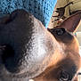 dog, cat, close_up, nose, indoor, floor, curious, pet, animal, brown_dog, tabby_cat, carpet, furniture, wooden_table, light, shadow, home, background, walking, cozy