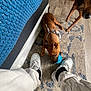 Sunny is registered to the contest to win money with this photo: dog, toy, blue_ball, bandana, person, sneakers, pants, rug, floor, furniture, blanket, indoor, pet, chewing, brown_dog, wooden_drawer, black_socks, legs, playing, cozy