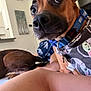 Sunny is registered to the contest to win money with this photo: dog, close_up, indoor, collar, bandana, pet, brown_dog, animal, curious, face, home, wall_art, furniture, leg, resting, candid, domestic, companion, two_dogs, living_room