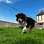 Vanille participe au concours pour gagner de l'argent avec cette photo : dog, grass, outdoor, sky, clouds, house, fence, greenery, pet, animal, canine, daylight, nature, happy, walking, yard, blue_sky, backyard, mammal, fur