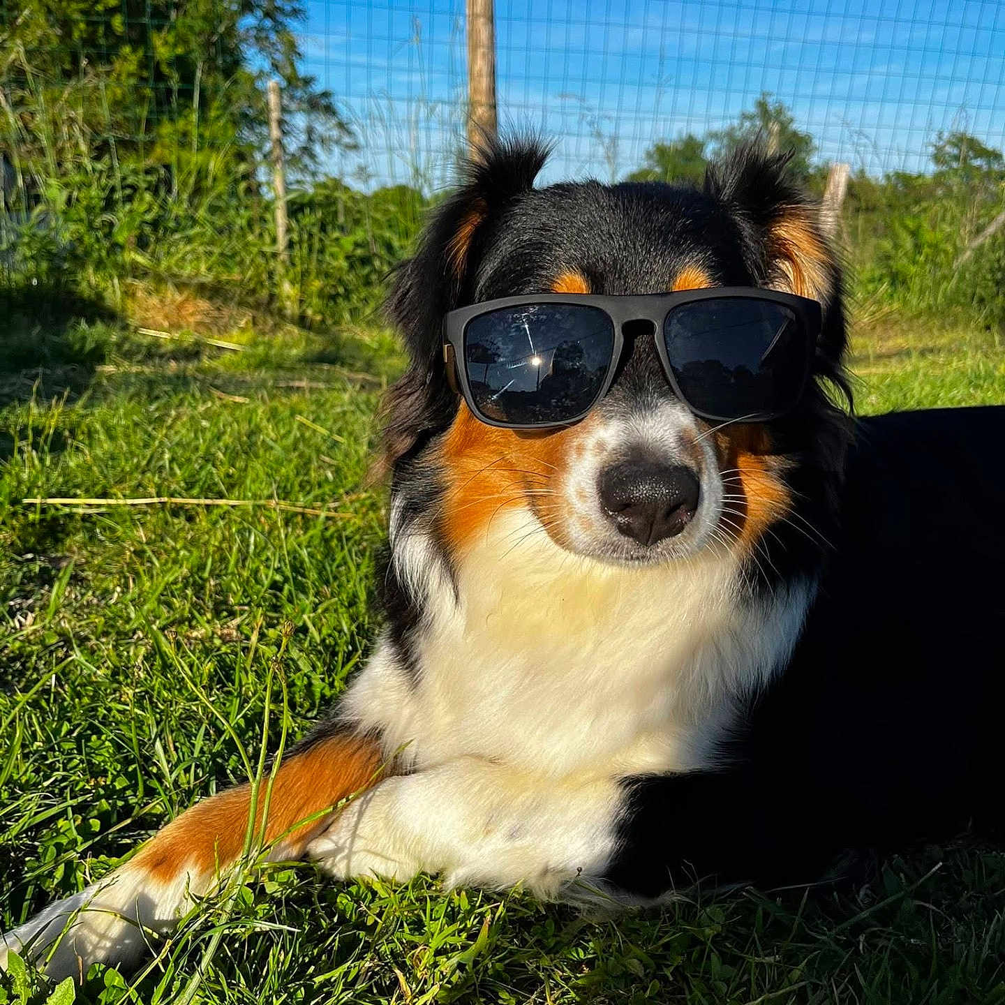 Vanille a rejoint le concours — aidez-le/la à gagner de superbes lots ! animal, black, brown, canine, dog, ears, fence, fur, grass, nature, outdoor, pet, portrait, relaxing, shade, snout, summer, sunglasses, sunlight, white