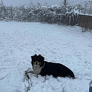 Vanille participe au concours pour gagner de l'argent avec cette photo : dog, snow, winter, outdoor, pet, animal, black_and_white, fur, stick, hedge, cold, nature, landscape, playful, canine, snow_covered, quiet, relaxed, daytime, yard